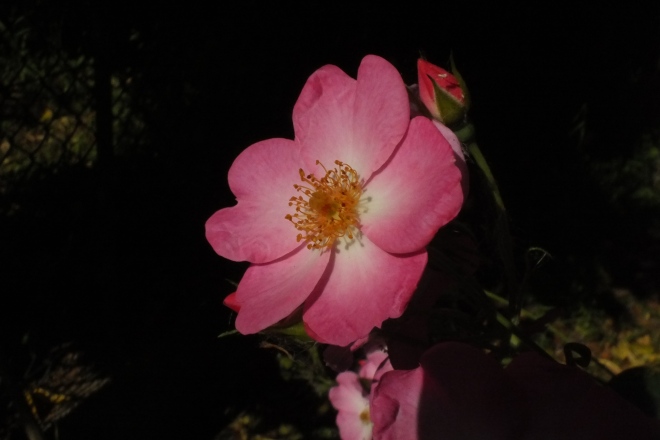 rose rosee